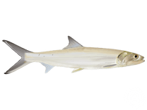 Ladyfish